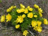 Adonis vernalis