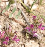 Oxytropis litwinowii