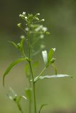 Capsella bursa-pastoris