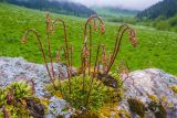 Saxifraga kolenatiana