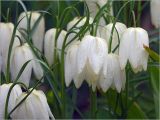 Fritillaria meleagris