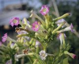 Nicotiana tabacum. Соцветие. Татарстан, Агрызский р-н, с. Красный Бор, огород. 30.09.2023.