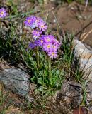 Primula pamirica