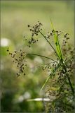 Scirpus sylvaticus