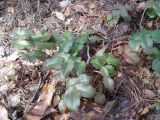 Mahonia aquifolium