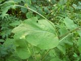 Arctium nemorosum. Часть стебля с листом. Курская обл., г. Железногорск, байрачный участок леса. 17 июля 2007 г.