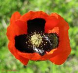 Papaver stevenianum