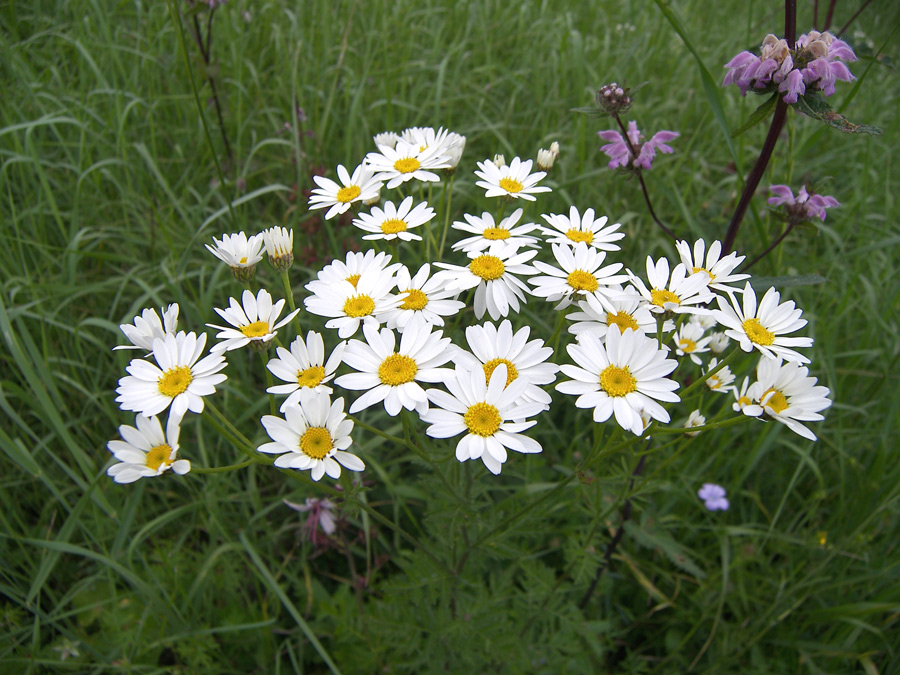 Изображение особи Pyrethrum corymbosum.