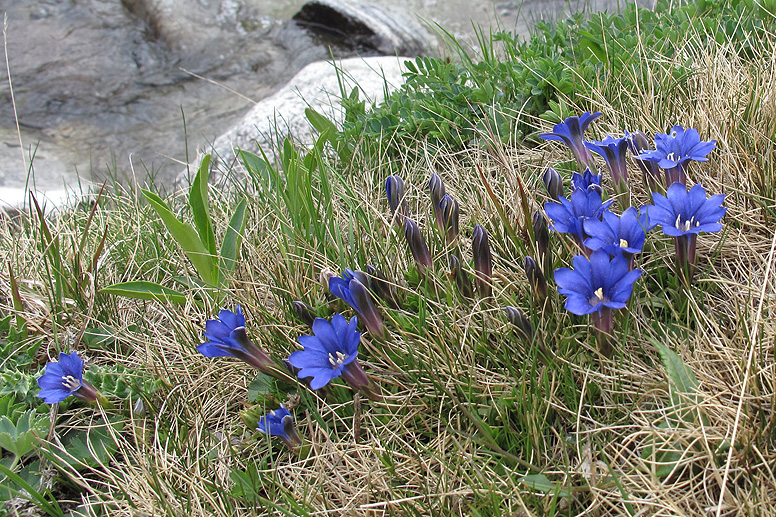 Изображение особи Gentiana dshimilensis.