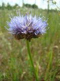 Jasione montana