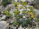 genus Euphorbia. Плодоносящее растение. Крым, Ялтинская яйла. 26 июля 2012 г.