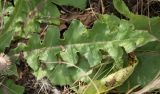 Taraxacum serotinum