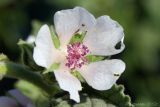 Althaea officinalis. Цветок. Ростовская обл., Неклиновский р-н, Носовское с/п, Камышовая балка. 12.08.2012.