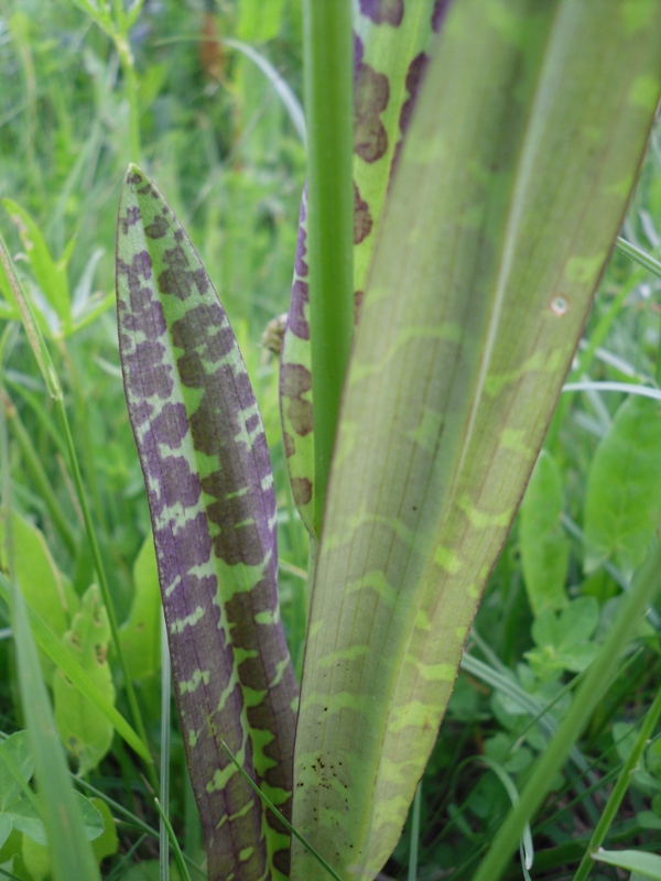 Изображение особи Dactylorhiza maculata.