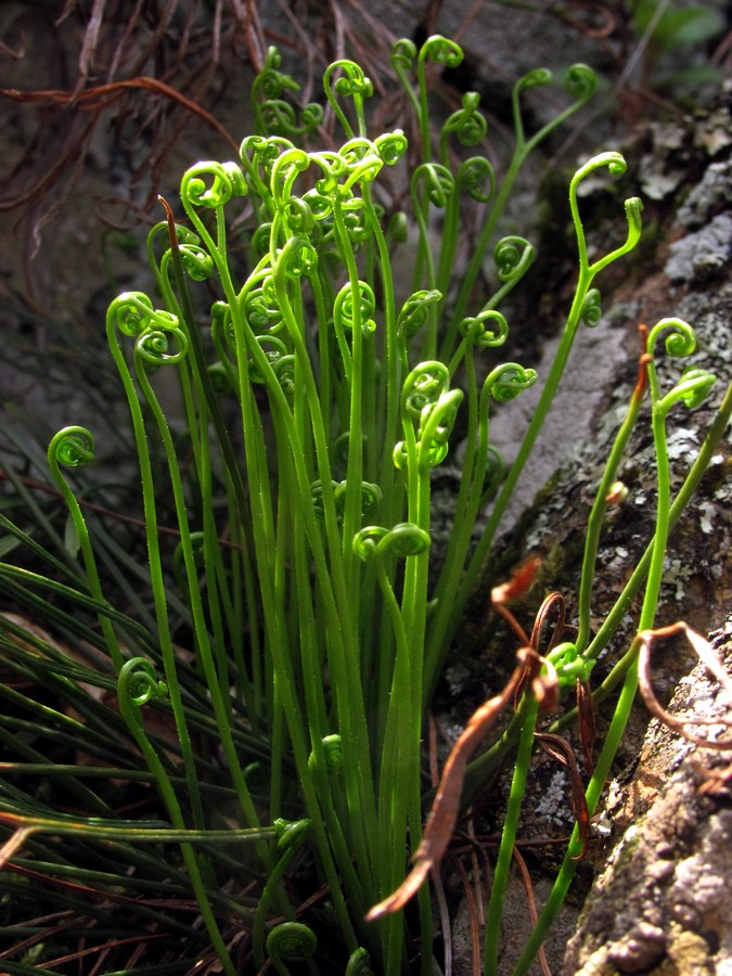 Image of Asplenium septentrionale specimen.