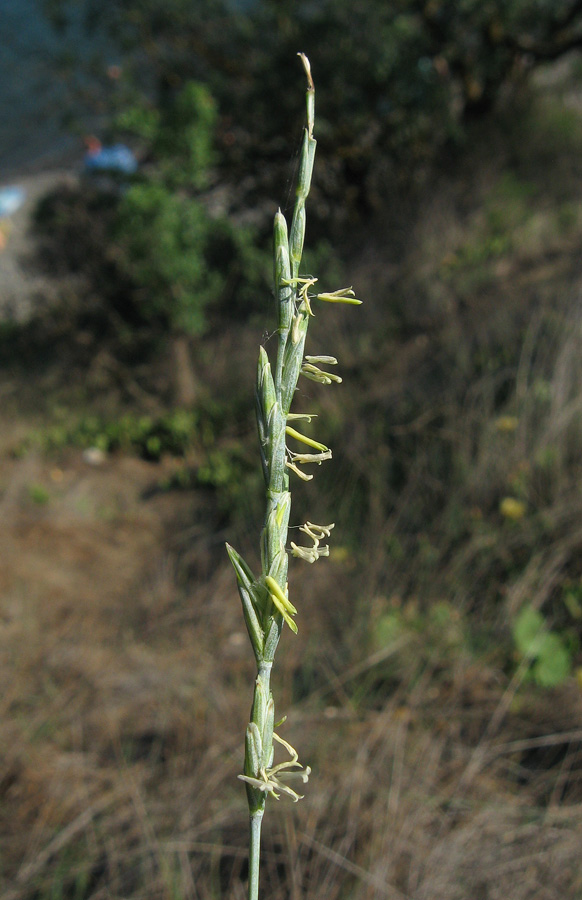 Изображение особи Elytrigia nodosa.