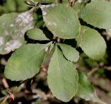 Berberis vulgaris. Верхушка побега с листьями, поражёнными мучнисторосяным грибом Erysiphe (Microsphaera) berberidis. Германия, г. Duisburg, Ботанический сад. 20.09.2013.