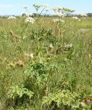 Heracleum dissectum