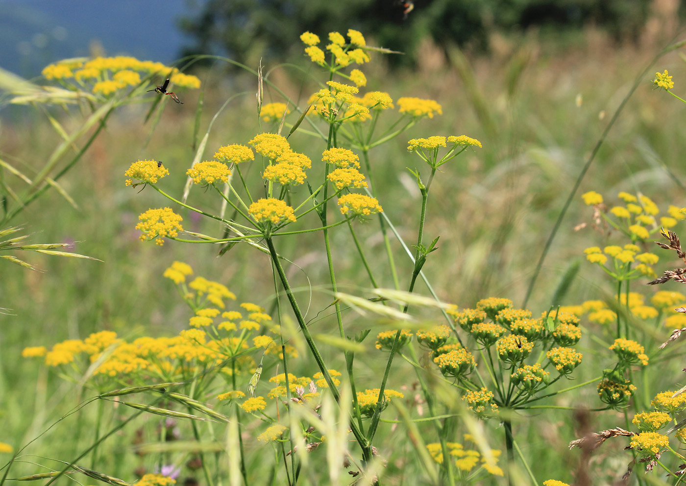 Изображение особи Pastinaca pimpinellifolia.