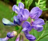 Vicia multicaulis