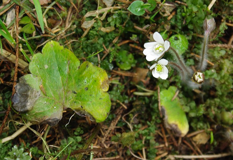 Изображение особи Hepatica henryi.