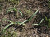 Allium tulipifolium