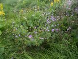 Geranium collinum. Цветущие растения. Кабардино-Балкария, Зольский р-н, долина Джилы-Су, альпийский луг. 27.07.2012.