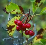 Crataegus sanguinea