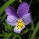 Viola tricolor