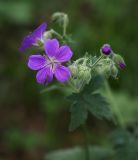 Geranium sylvaticum