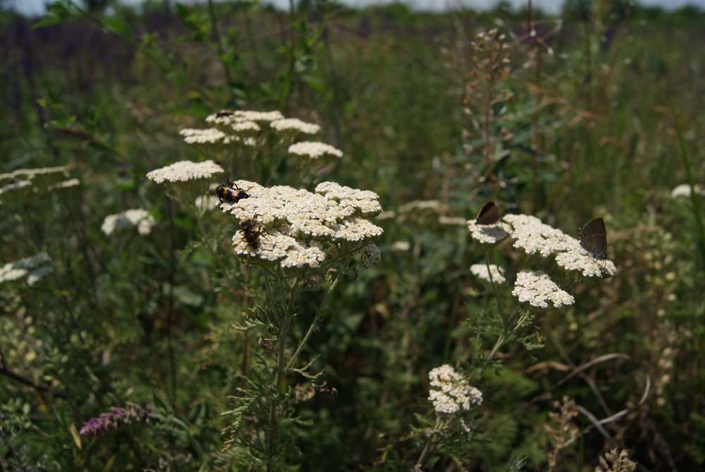 Изображение особи Achillea millefolium.