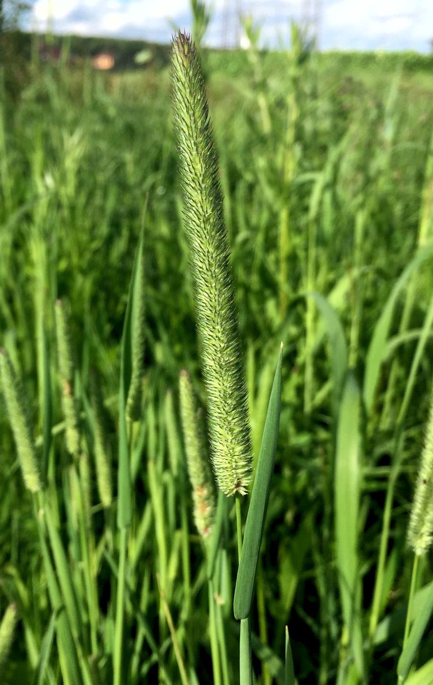 Изображение особи Phleum pratense.