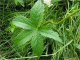 Astrantia major