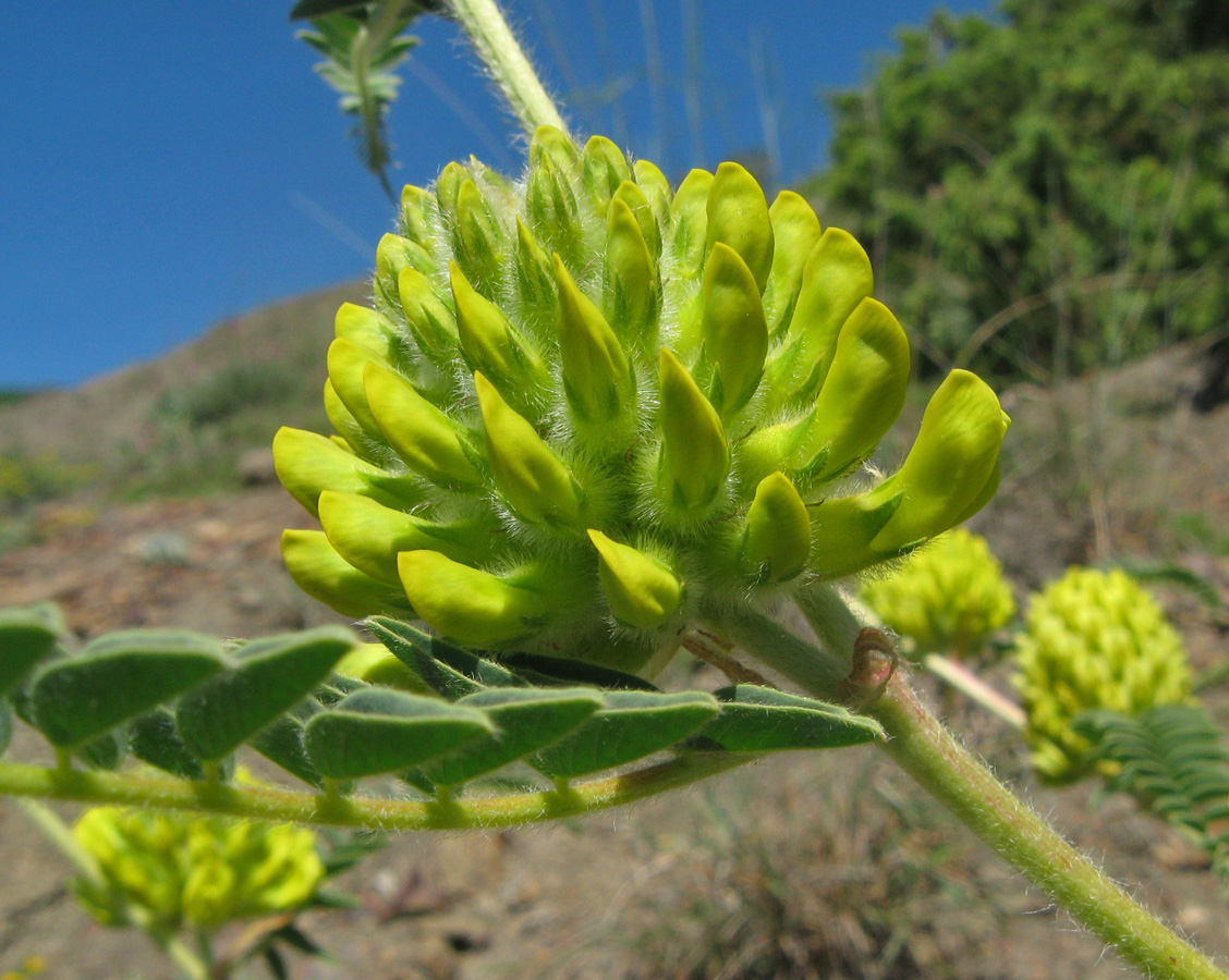 Изображение особи Astragalus ponticus.