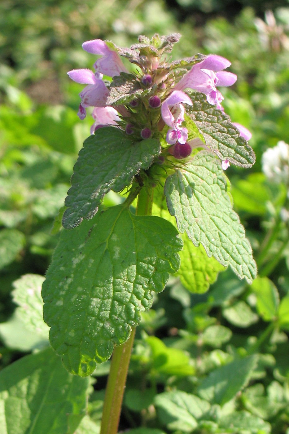 Изображение особи Lamium purpureum.