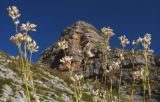 Gypsophila tenuifolia. Верхушки побегов с отцветшими соцветиями. Кавказский биосферный заповедник, гора Фишт, у Красных Скал, ≈ 2450 м н.у.м. 29.08.2015.