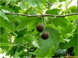 Platanus &times; acerifolia