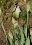 Iris × hybrida. Верхушка побега с бутонами. Восточный Казахстан, г. Усть-Каменогорск, Архитектурно-ландшафтный музей-заповедник, в культуре. 28.05.2017.