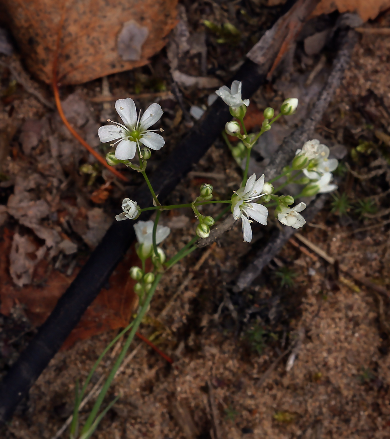 Изображение особи Eremogone saxatilis.