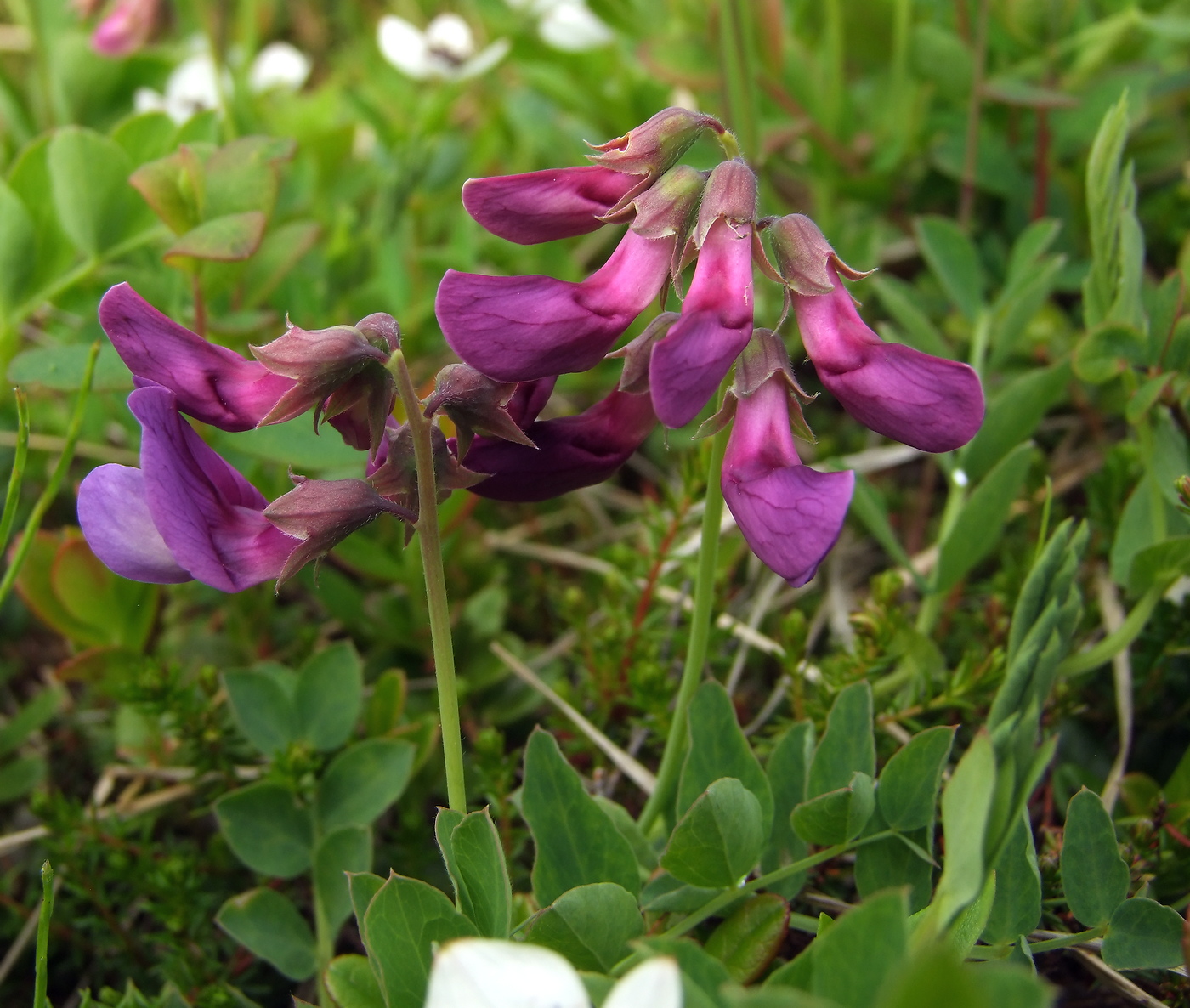 Изображение особи Lathyrus japonicus.