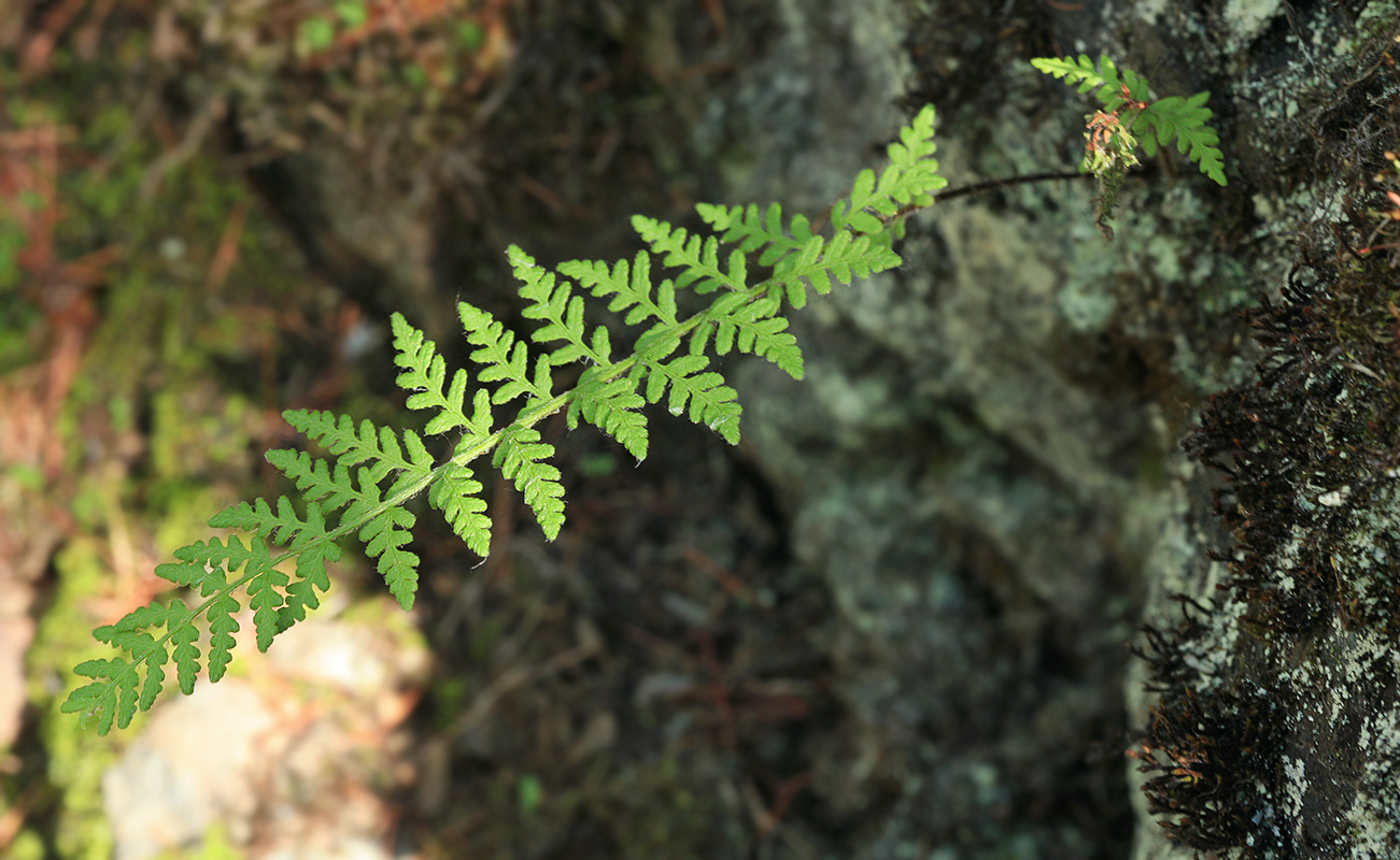 Image of Woodsia ilvensis specimen.