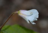 Sparmannia africana