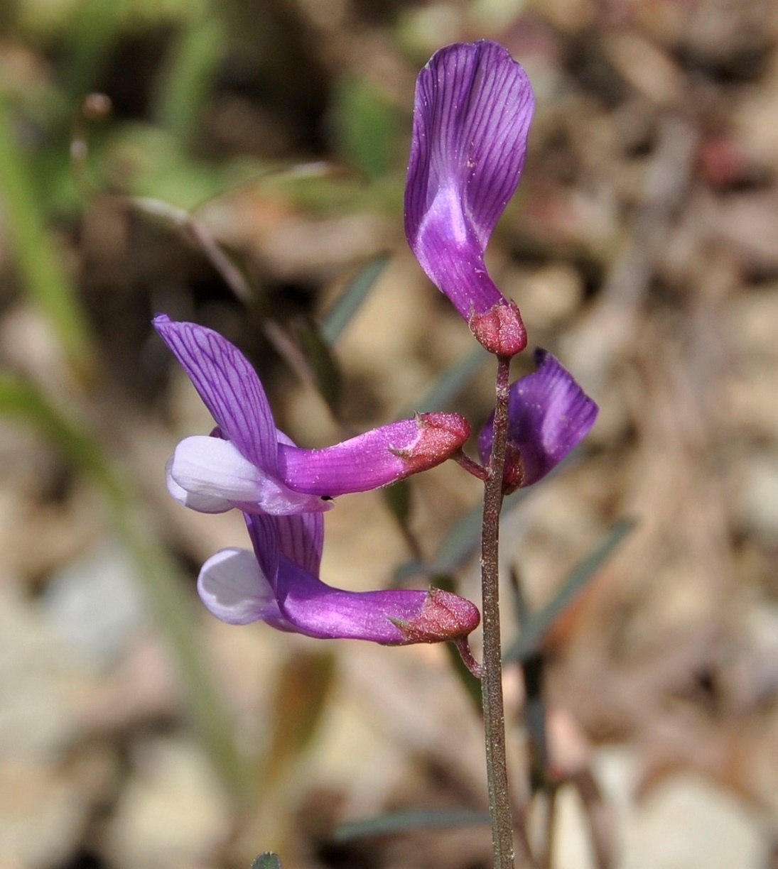 Изображение особи Vicia cassia.