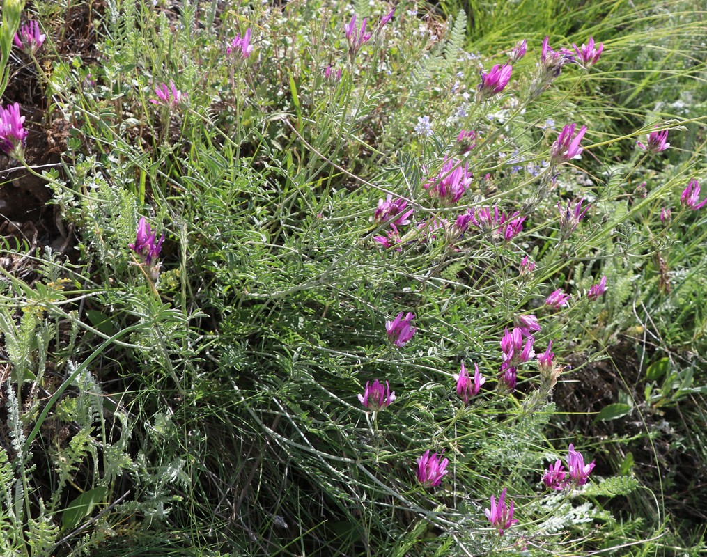 Изображение особи Astragalus conspicuus.