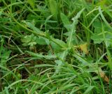 Sonchus arvensis ssp. uliginosus