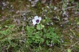 Anemone coronaria