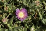 Carpobrotus modestus