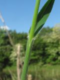 Bromopsis benekenii. Часть побега. Краснодарский край, Кавказский р-н, окр. ст-цы Темижбекская, лес. 28.05.2022.