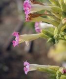 Nicotiana tabacum. Цветок. Татарстан, Агрызский р-н, с. Красный Бор, огород. 30.09.2023.