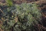 Artemisia campestris. Вегетирующее растение с сухими плодоносящими побегами прошлого года. Татарстан, Агрызский р-н, с. Красный Бор, огород, залежь. 01.10.2023.